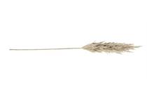 Coco Maison COCO MAISON  Pampas Grass Spray H115cm Cremekleurig